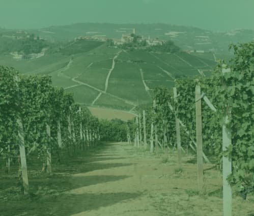 Q1 2025 Fine Wine Report - Featured image