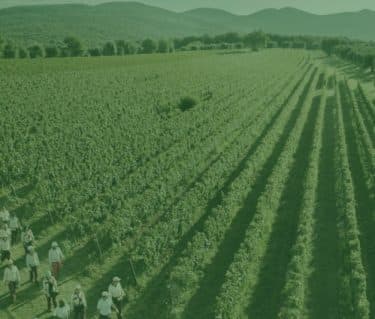 Opportunities in uncertainty: the 2024 fine wine market and 2025 outlook - Featured image