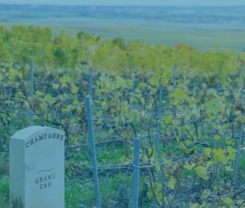 What does Grand Cru mean? A guide to Europe’s top wine classification - Featured image