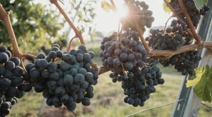 Harvest 2026: Europe’s earliest picking on record as heat reshapes the vintage - Featured image